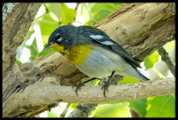 Northern Parula