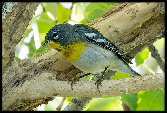 Northern Parula