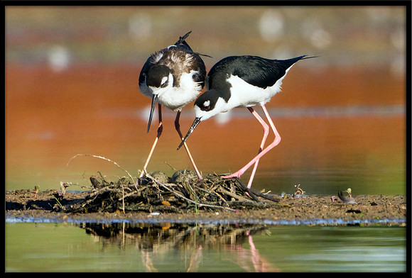 Black-necked Stilts at nest