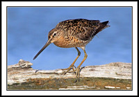 Dowitcher