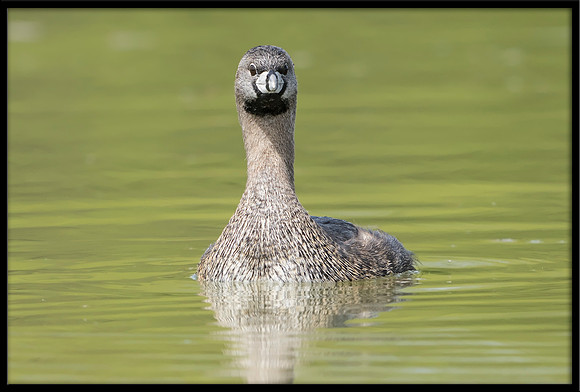 Pied-billed Grebe
