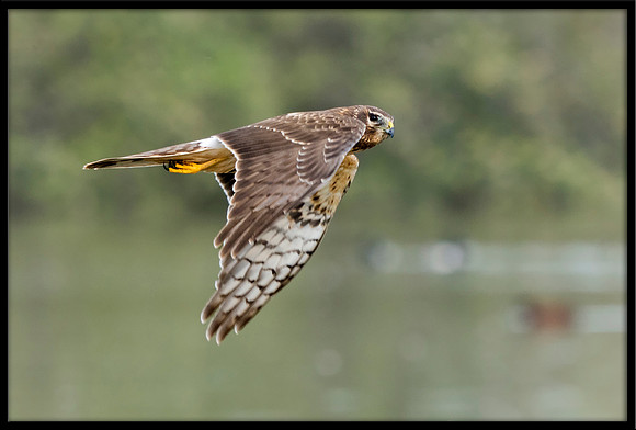 Northern Harrier (f)
