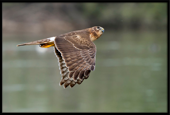 Northern Harrier (f)