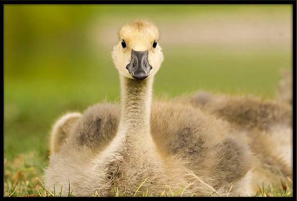 Canada Gosling