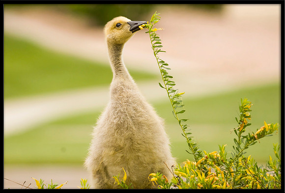 Canada Gosling
