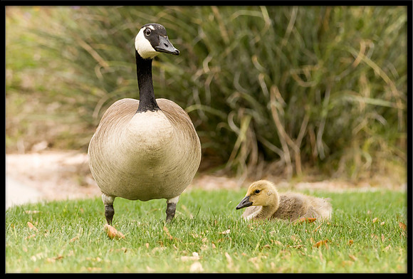 Canada Gosling and parent