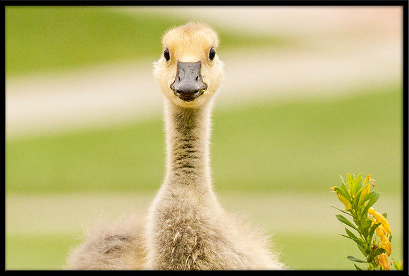 Canada Gosling