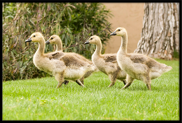 Canada Goslings