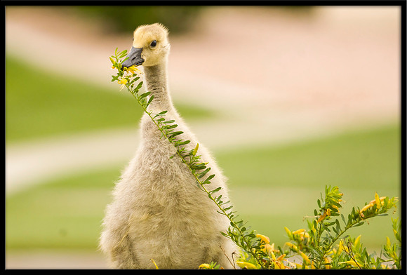 Canada Gosling