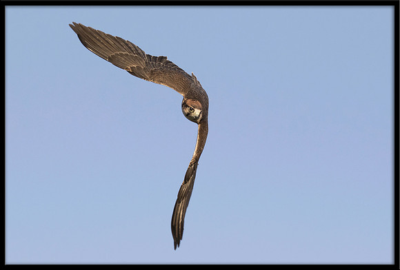 Lanner Falcon