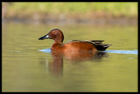 Cinnamon Teal