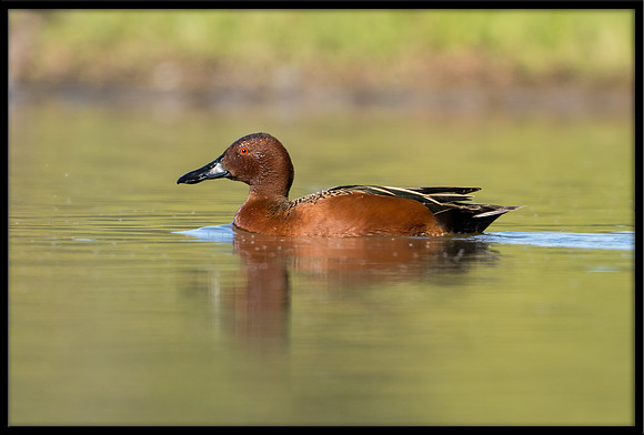 Cinnamon Teal