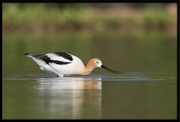 Avocet