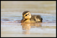 Mallard Duckling