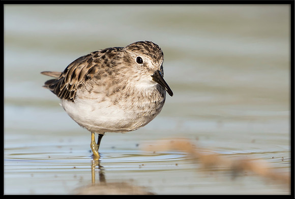 Least Sandpiper