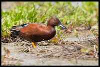 Cinnamon Teal