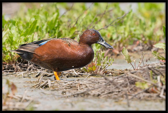 Cinnamon Teal