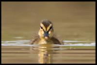 Mallard Duckling