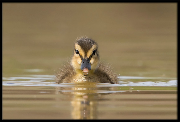 Mallard Duckling