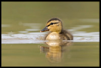 Mallard Duckling