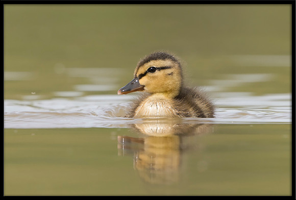 Mallard Duckling