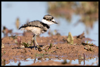 Killdeer Chick
