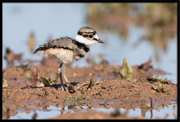 Killdeer Chick