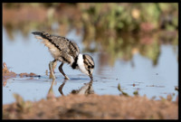 Killdeer Chick