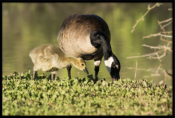Canada Gosling
