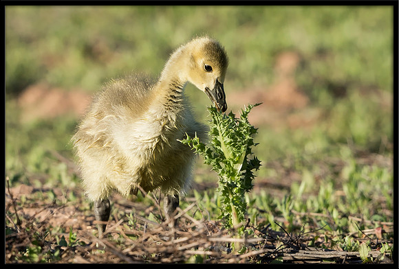 Canada Gosling