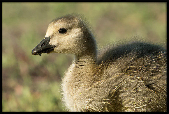 Canada Gosling