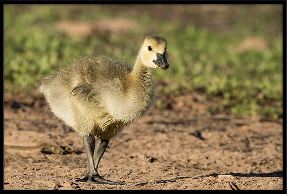 Canada Gosling
