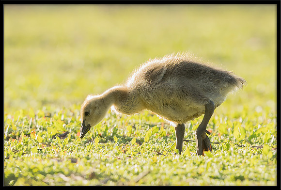 Canada Gosling