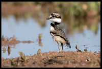 Killdeer Chick