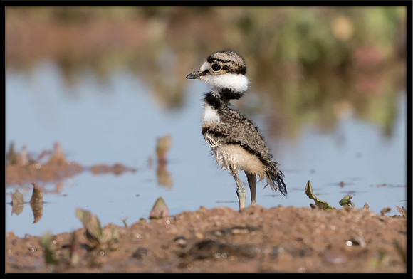 Killdeer Chick