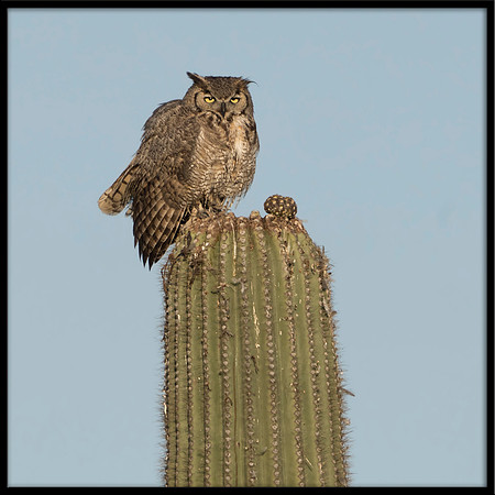 Great Horned Owl