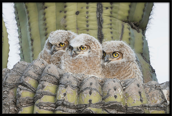 Great Horned Owlets Just After Sunrise