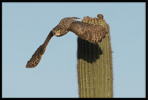 Great Horned Owl