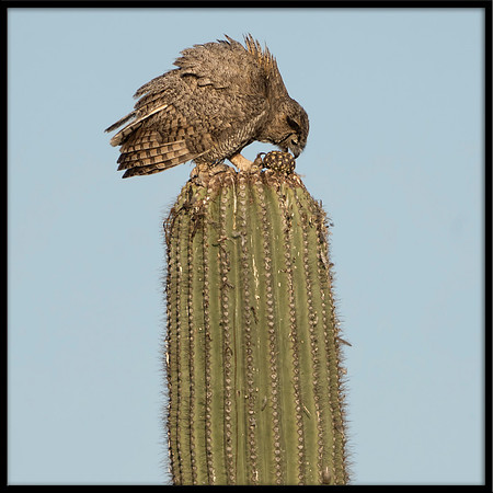 Great Horned Owl