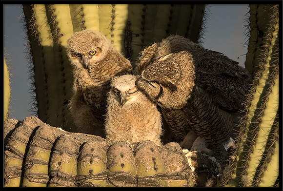 Great Horned Owl Mom In Nest With Chicks