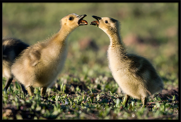 Canada Gosling