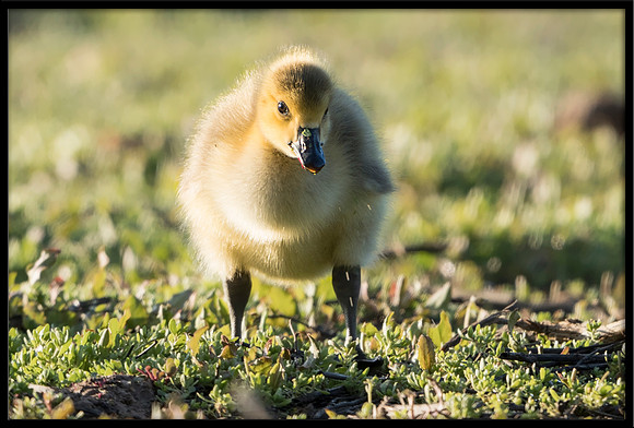 Canada Gosling