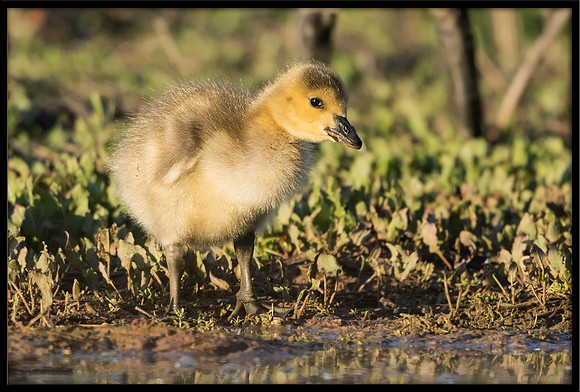 Canada Gosling