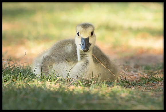 Canada Gosling