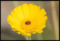 Ladybug