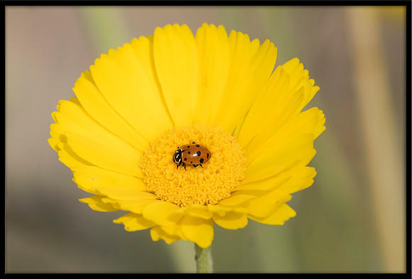 Ladybug