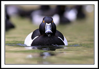Ring-necked Duck