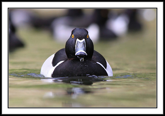 Ring-necked Duck