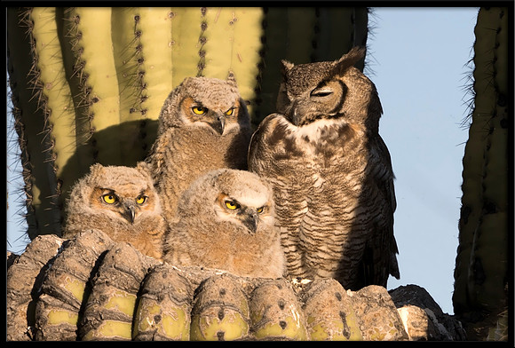 Great Horned Owl Mom In Nest With Chicks