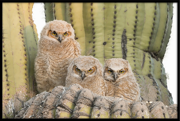 Great Horned Owlets